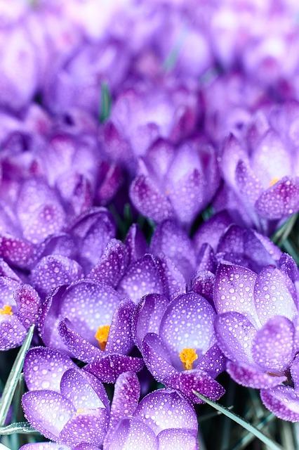 **Ondes Alpha & Binaurales : Méditation Profonde en 10 Min**

*(68 car